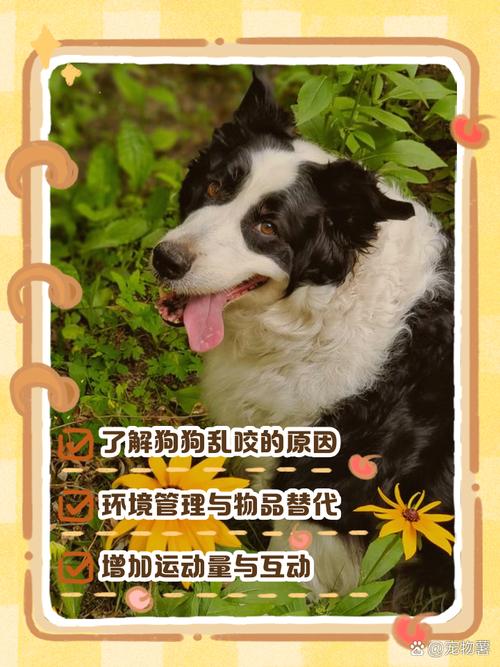 怎样训练能让狗狗不乱吃东西