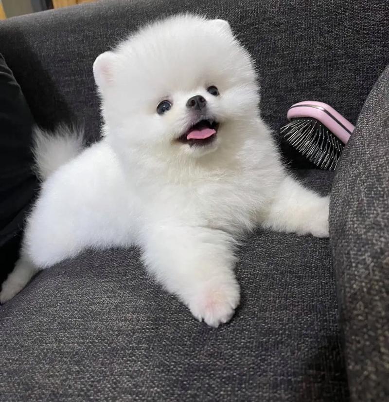 白博美贵还是黄博美贵?