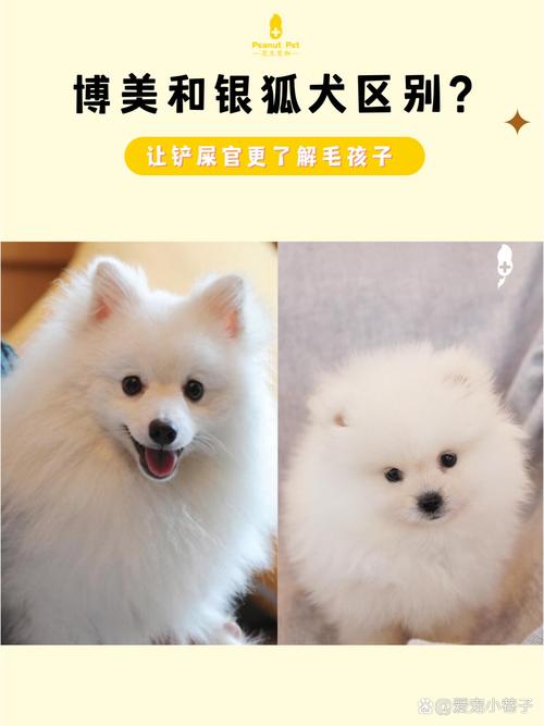 博美犬到底贵不贵