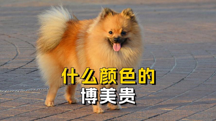 白博美贵还是黄博美贵