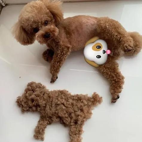 博美犬的费用
。出生五个月左右的