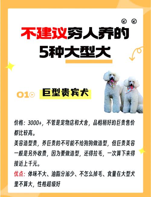 养一只巨型贵宾犬一个月大约要多少钱?