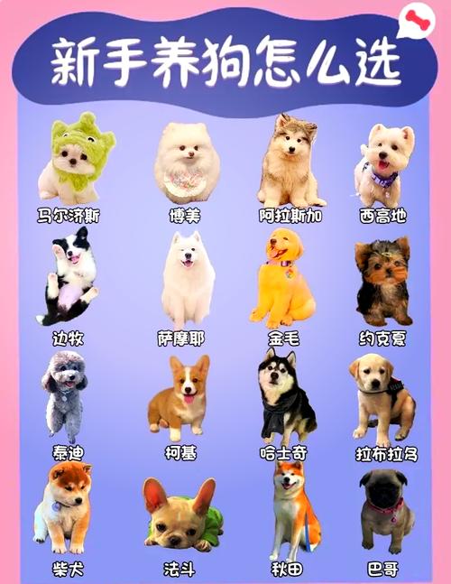 什么狗不掉毛而且大
