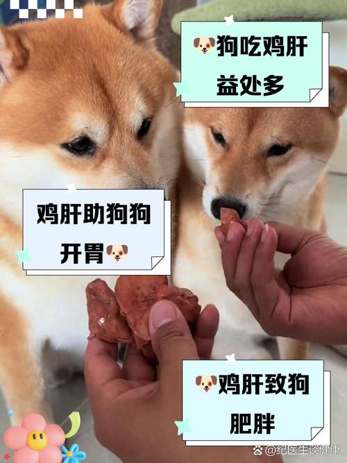 泰迪狗吃鸡肝鸭肝好吗