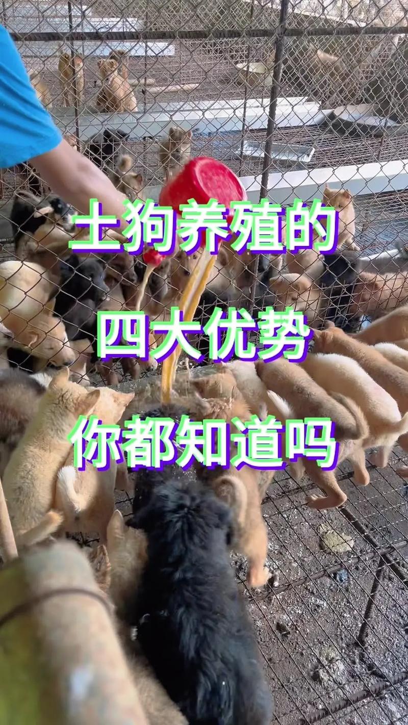 在农村养土狗赚钱吗