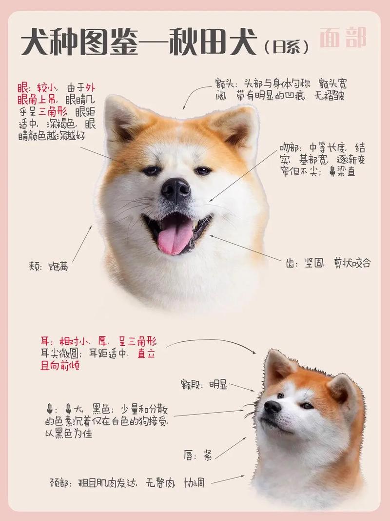 土狗一辈子最大可以长到多少斤?