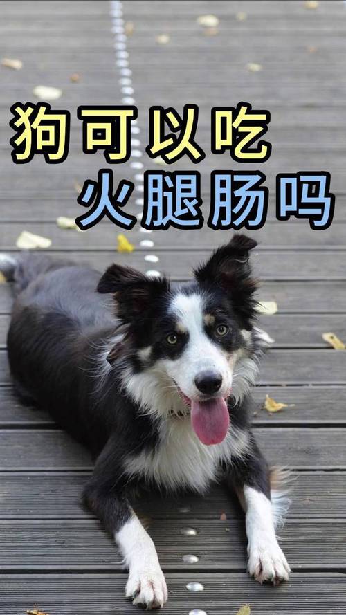 狗狗能吃人吃的火腿肠吗?