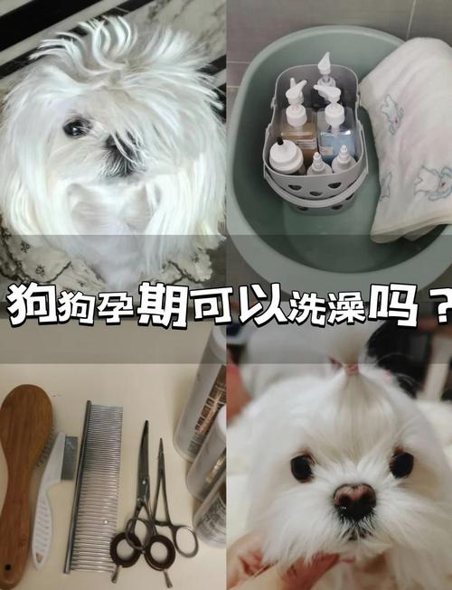 狗狗怀孕能不能洗澡？狗怀孕时能不能洗澡？