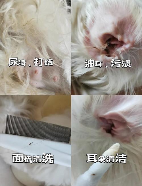 怀孕的狗狗可以洗澡吗?