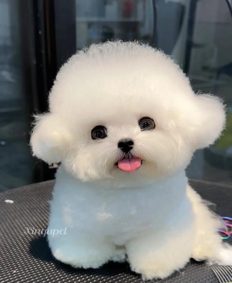 有一元一只的茶杯犬吗?