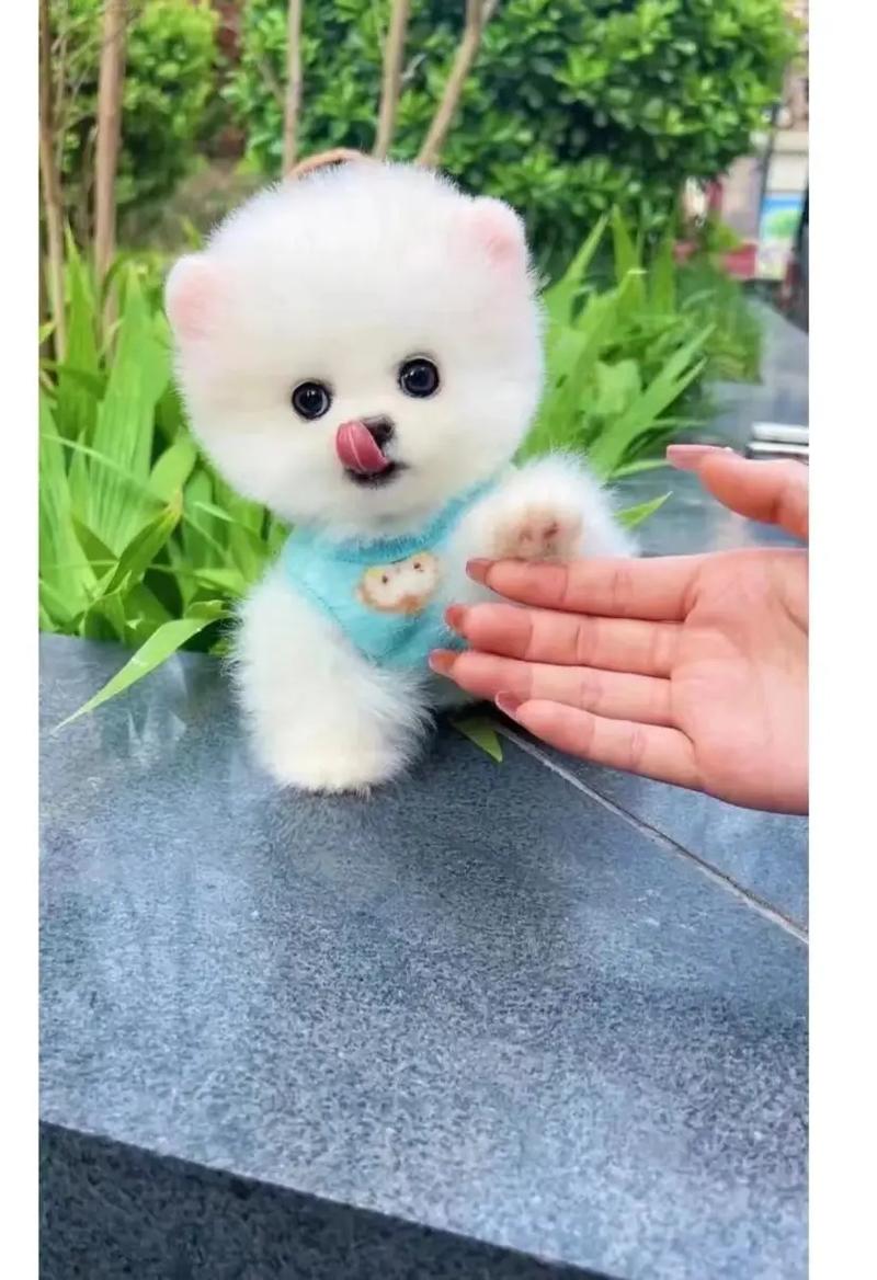 淘宝上卖的博美茶杯犬100-200块一只而且还包邮是否
真的?