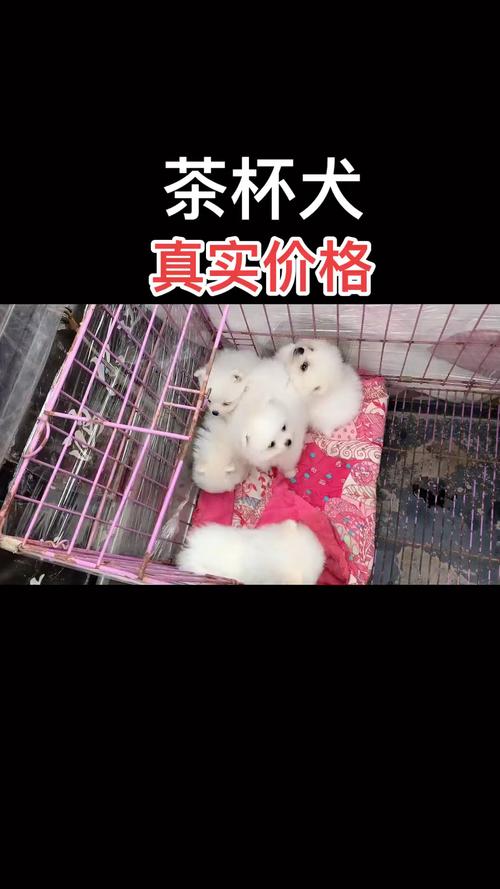 100元一只的茶杯犬哪里有卖?