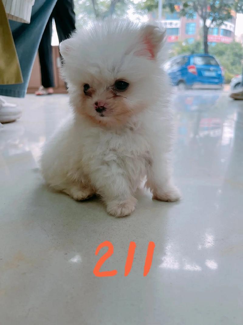 一只茶杯犬多少元茶杯犬什么费用
