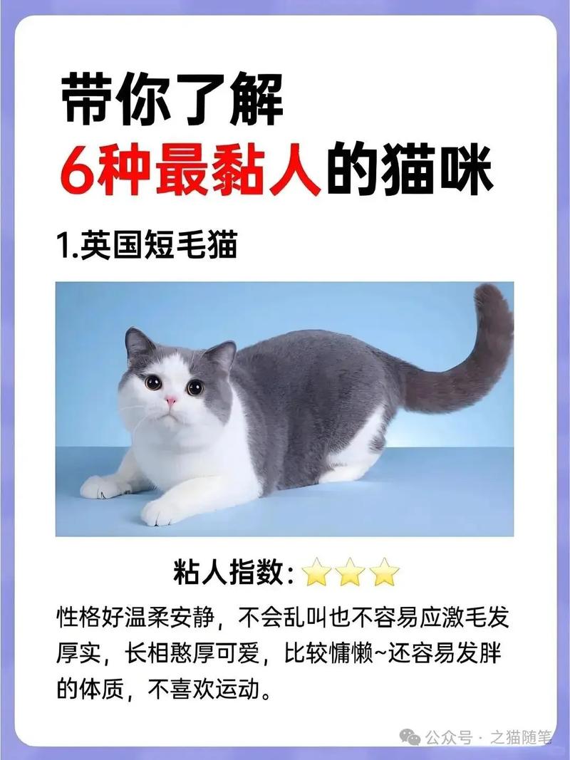 什么猫咪最粘人？什么猫咪最黏人？