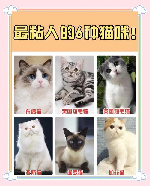 哪种猫咪属于最粘人、温顺得不行还一点都不怕生的