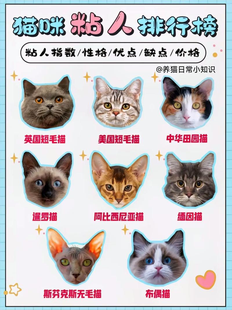 宠物猫粘人程度排名