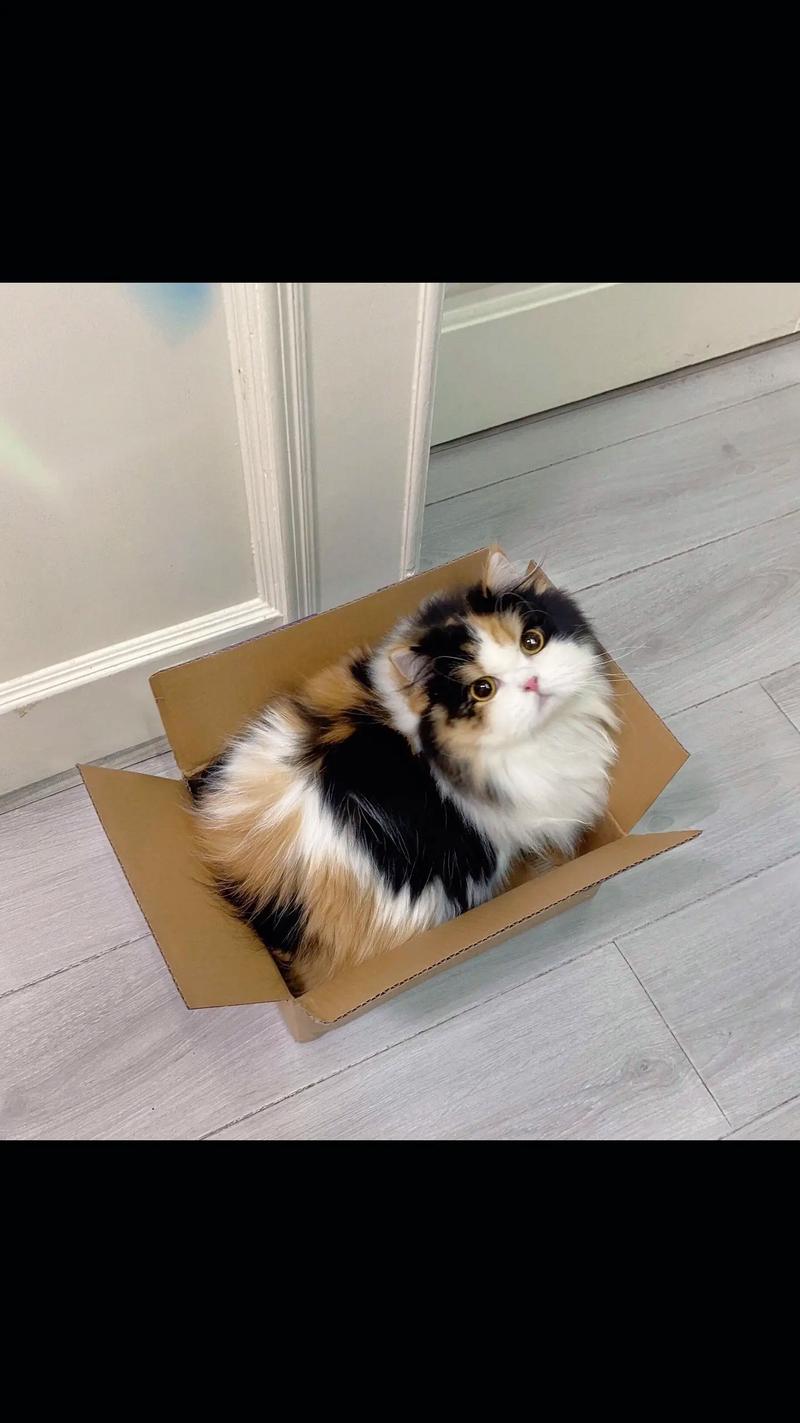 哪些猫咪品种的性格活泼而且粘人呢?
