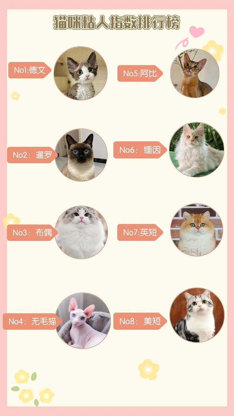 有哪些品种的猫咪性格好还粘人呢?