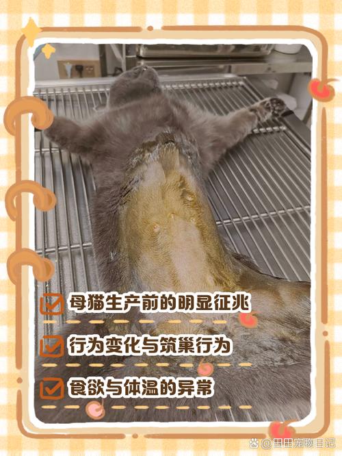 猫咪生产前的症状，猫咪生产前的症状有哪些？