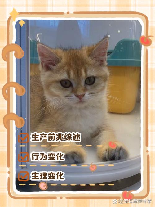 猫咪临产前有什么征兆