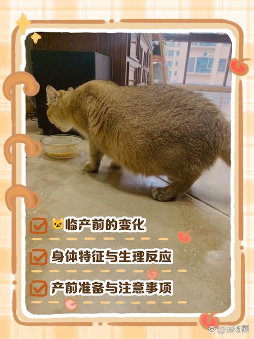 猫咪要生产前的症状