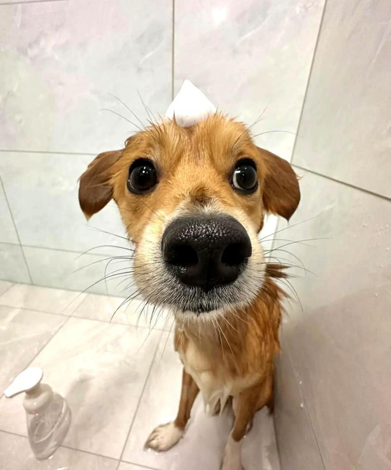 土狗可以经常洗澡吗