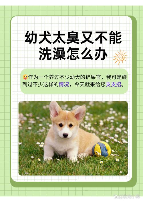 为什么狗狗不能每天洗澡