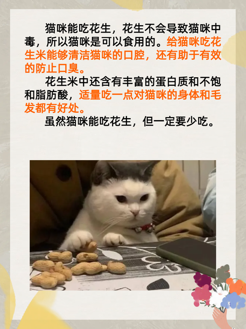 猫咪可以吃花生米吗?