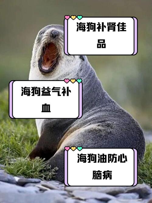 海带是狗狗可以吃的吗?