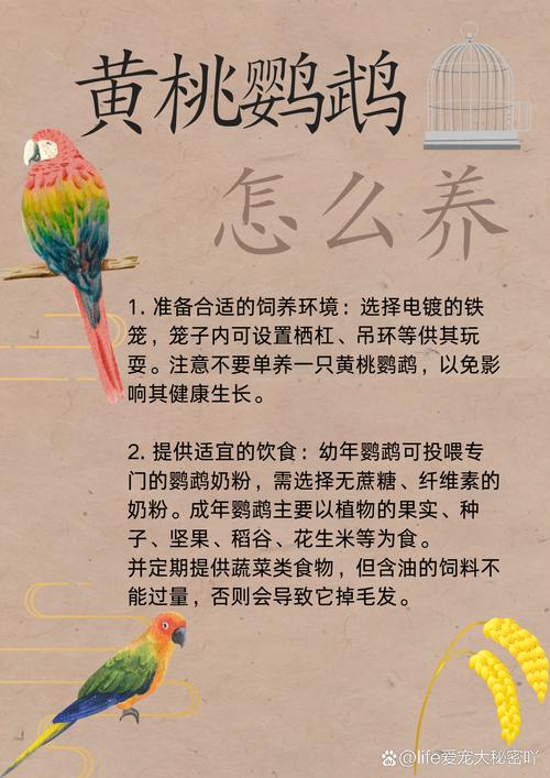 黄桃牡丹鹦鹉怎么养，黄桃牡丹鹦鹉幼鸟是什么样子？