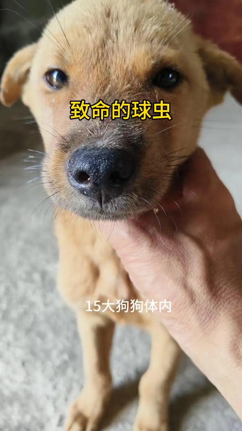 狗狗为什么会的球虫