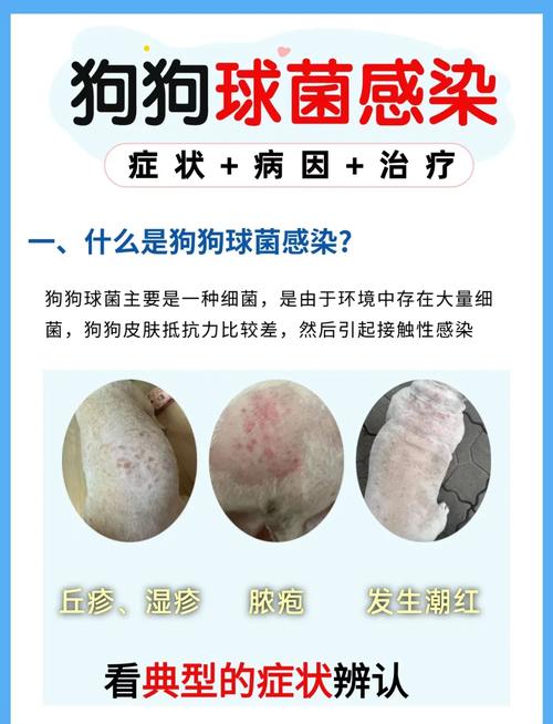 狗狗为什么老是球虫感染