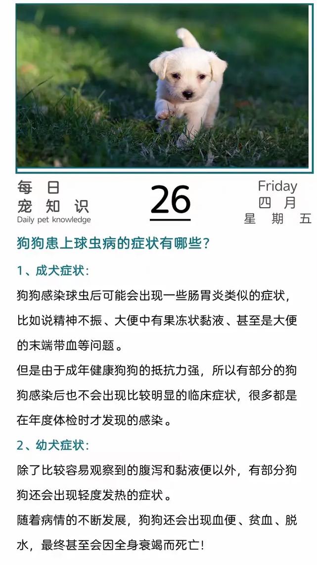 为什么狗狗会感染球虫病