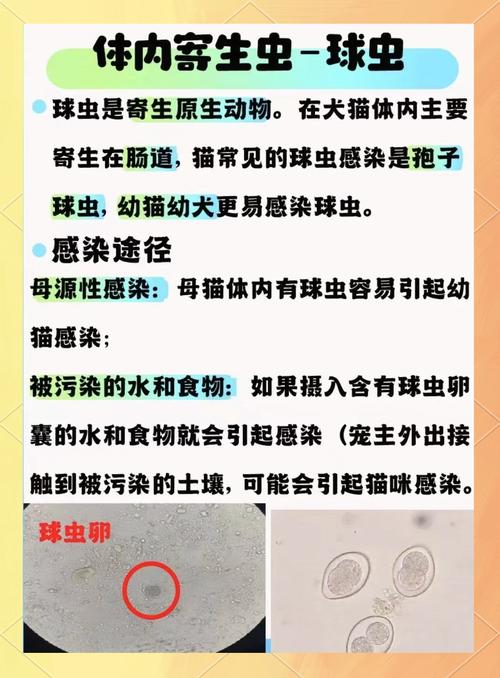 狗狗为什么会感染球虫