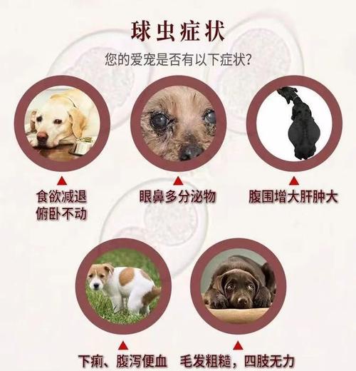 狗狗为什么体内有球虫病