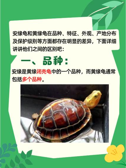 黄缘闭壳龟是什么龟?生活习性是什么样的