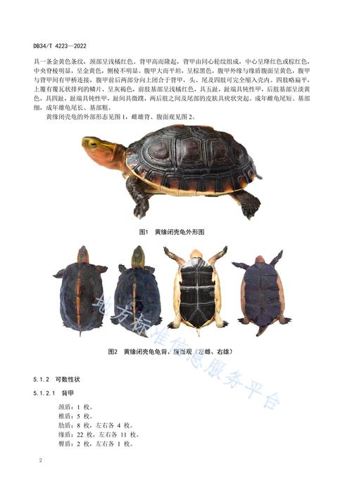 黄缘龟的形态特征