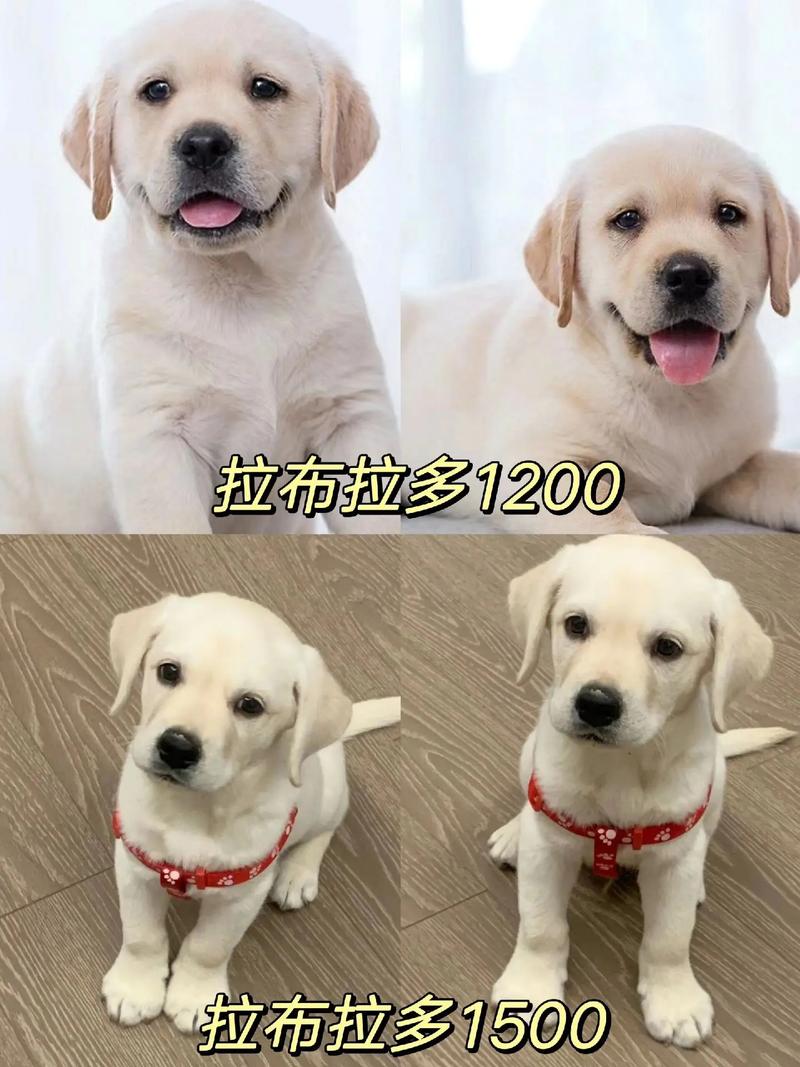 淘宝上卖的拉布拉多200到600是真的吗