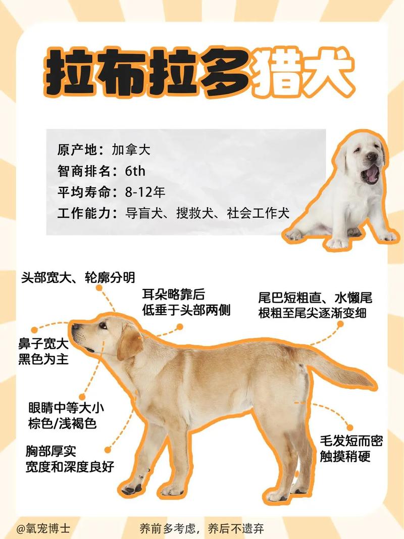 三百到八百之间的拉布拉多犬能够放心买吗?