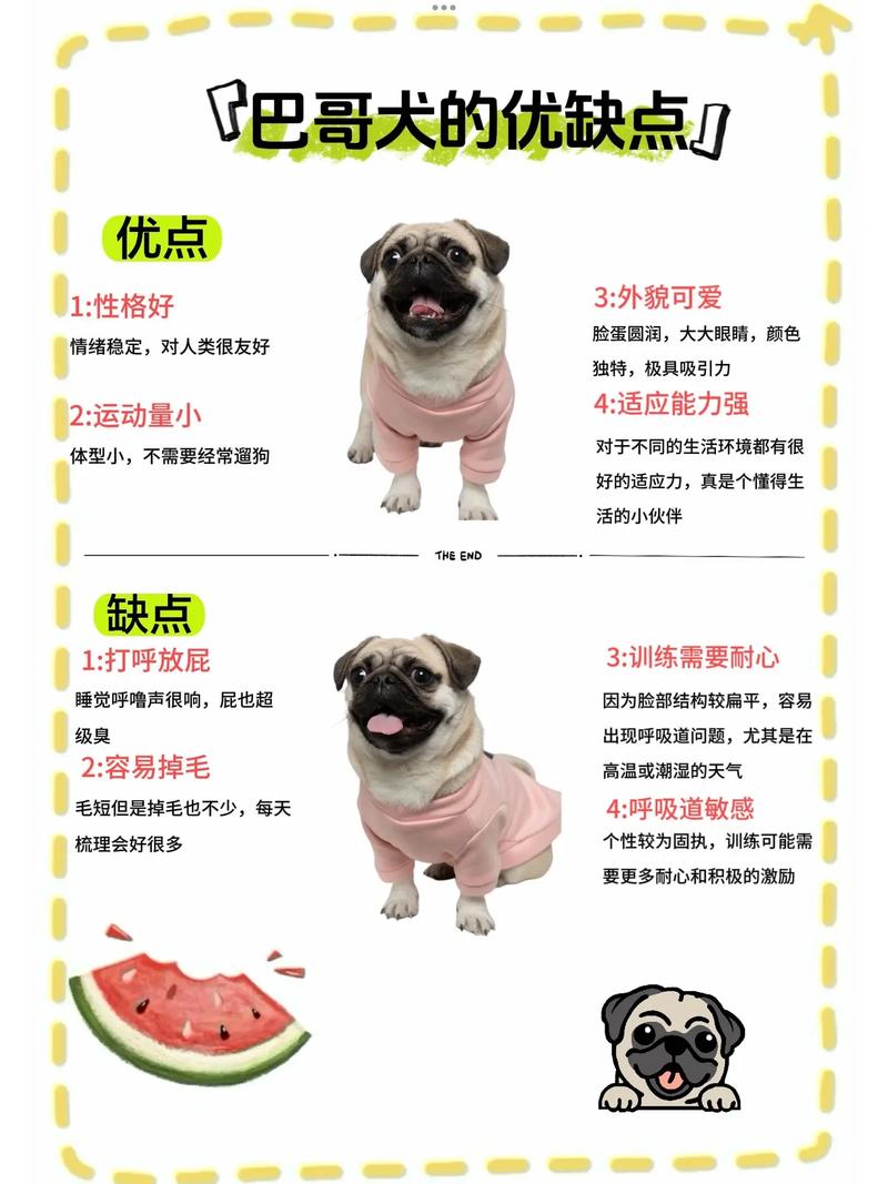 巴哥犬多少钱一只?