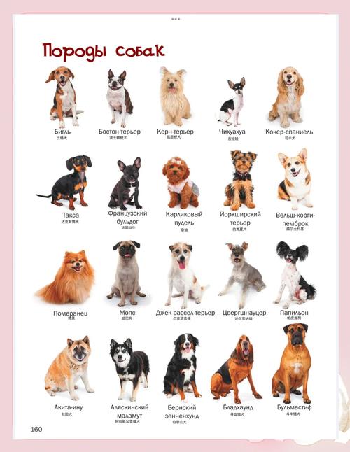 八哥犬一般多少钱一只,我要买狗需要借鉴
费用
