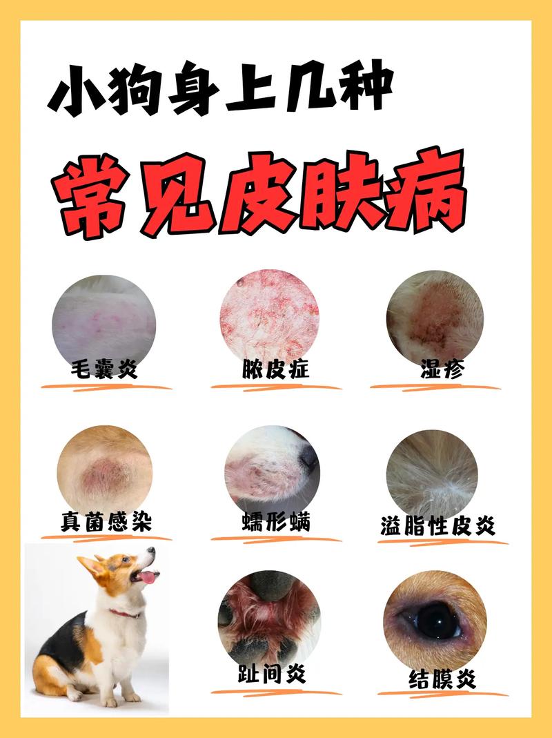 狗得了皮肤病能自愈吗