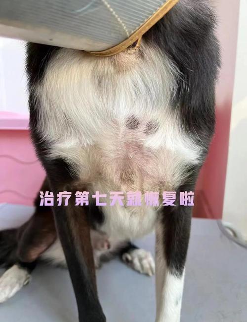 狗狗得皮肤病能自愈吗?