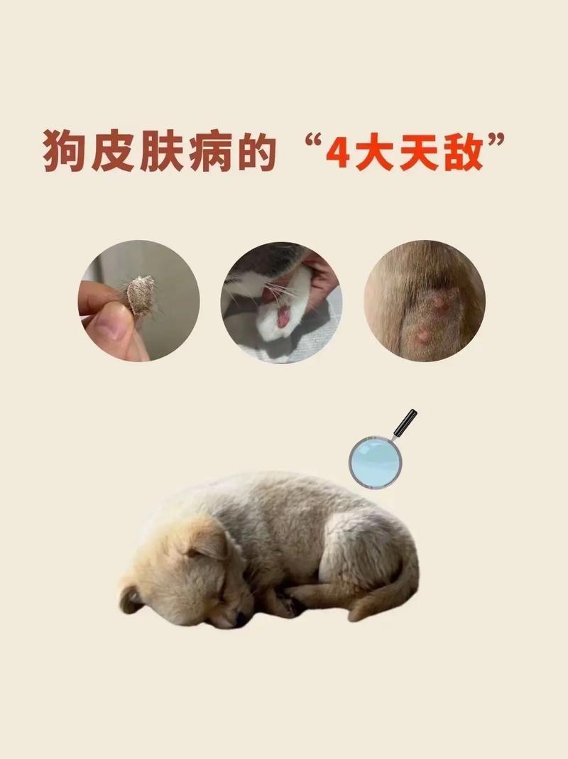 狗狗皮肤病会自愈吗