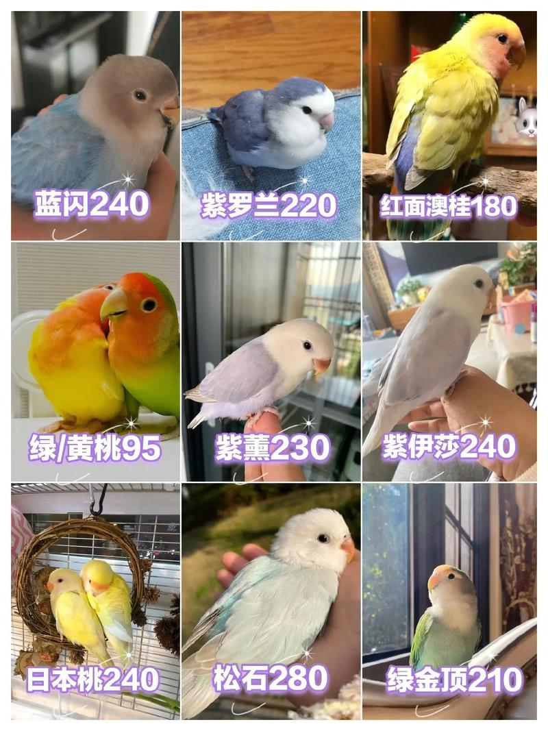 鹦鹉一般多少钱一只?