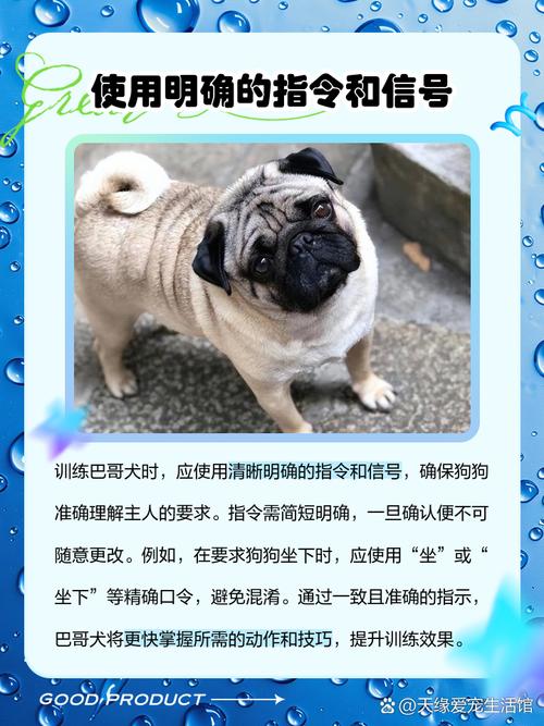 巴哥犬怎样训练才会听话?