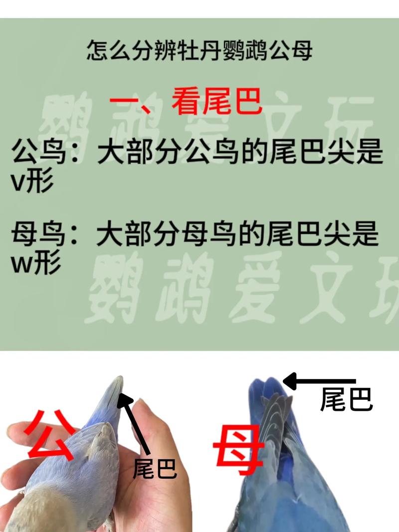 黄桃脸牡丹鹦鹉怎么分公母，黄桃牡丹鹦鹉幼鸟是什么样子？