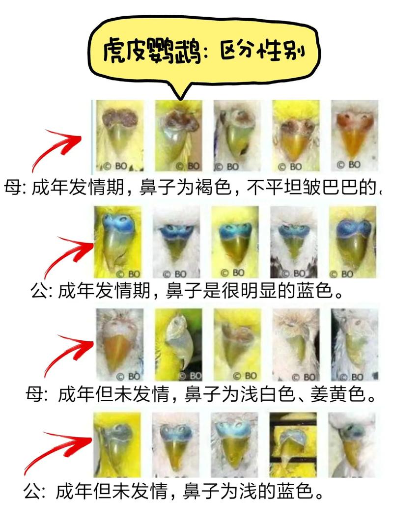 黄桃牡丹鹦鹉怎么分辨雌雄?