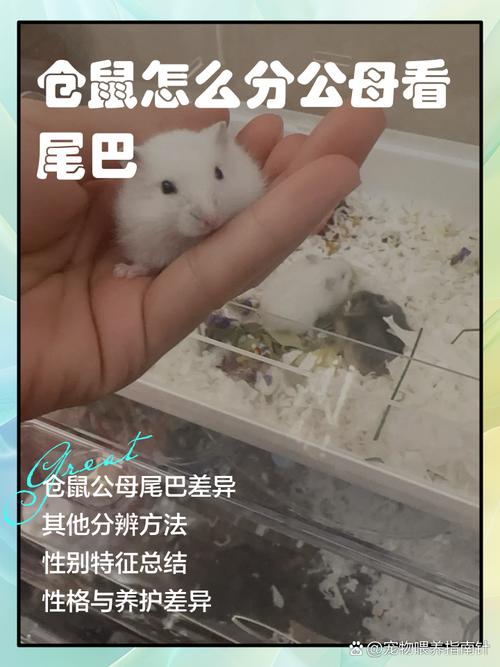 从照片里看尾巴可以确定公母吗?谢谢