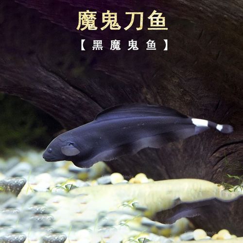 海水鱼好养吗,如何养好海水观赏鱼